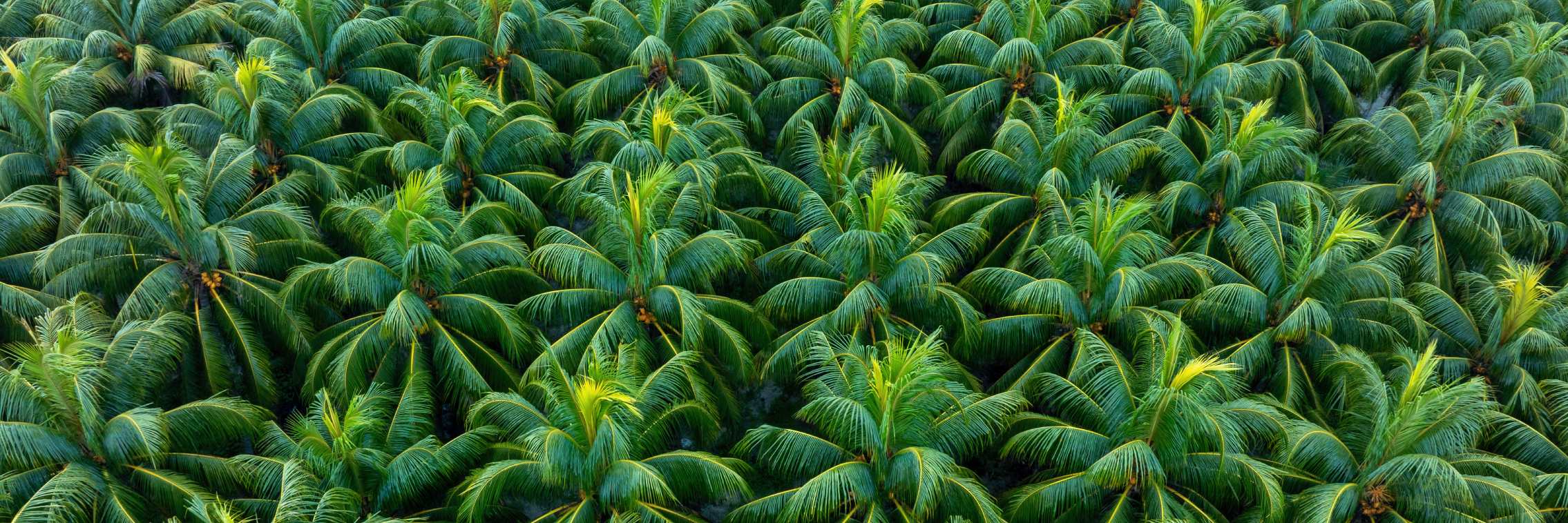 Plantation & Agribusiness