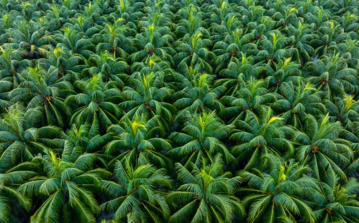 Plantation & Agribusiness